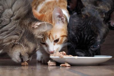 آیا سگ ها می توانند غذای گربه بخورند 