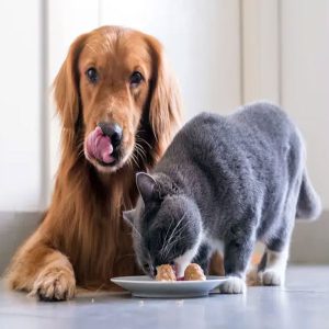 آیا سگ ها می توانند غذای گربه بخورند
