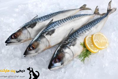 10 غذای انسان که سگ ها می توانند بخورند - ماهی
