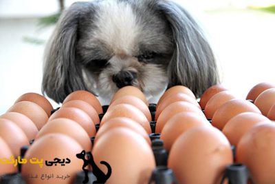 10 غذای انسان که سگ ها می توانند بخورند - تخم مرغ آب پز