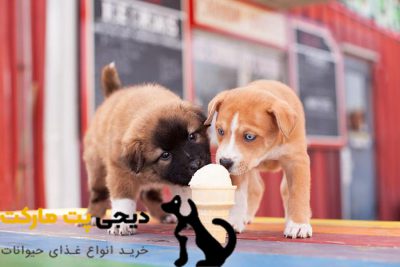 10 غذای انسان که سگ ها می توانند بخورند - بستنی