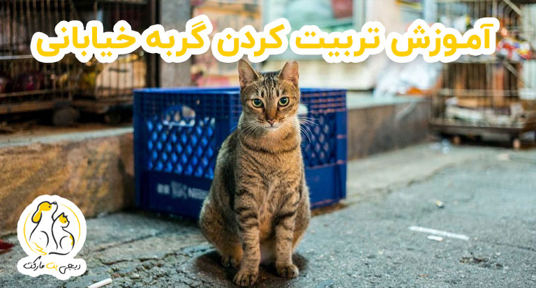تربیت گربه خیابانی گربه خیابونی