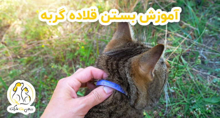 آموزش بستن قلاده گربه