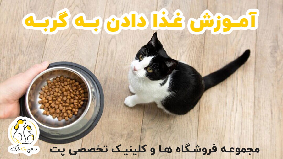آموزش غذا دادن به گربه