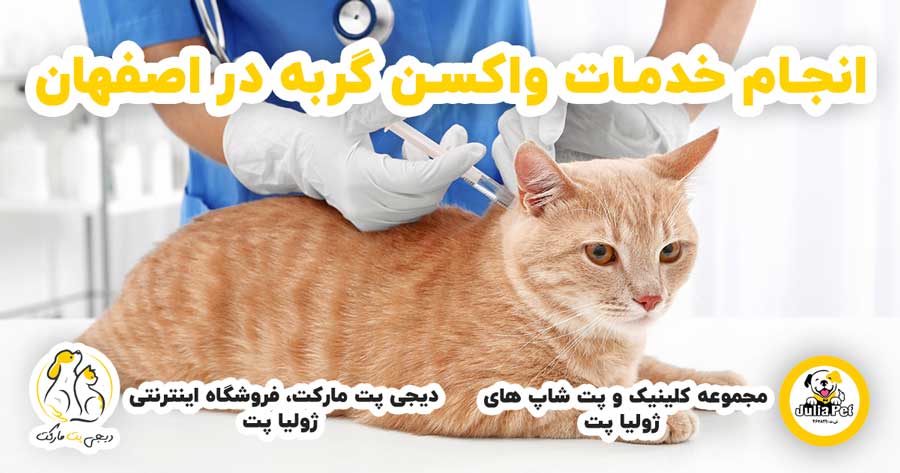 انجام خدمات واکسن گربه در اصفهان