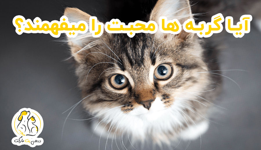 آیا گربه ها محبت را میفهمند؟