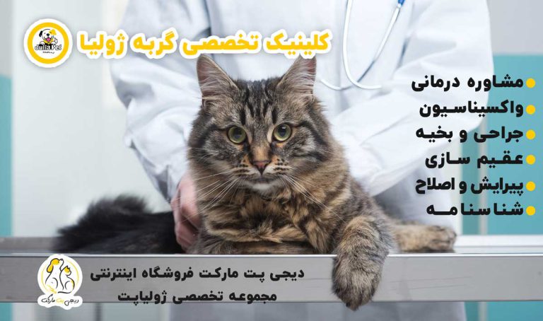 کلینیک گربه در اصفهان