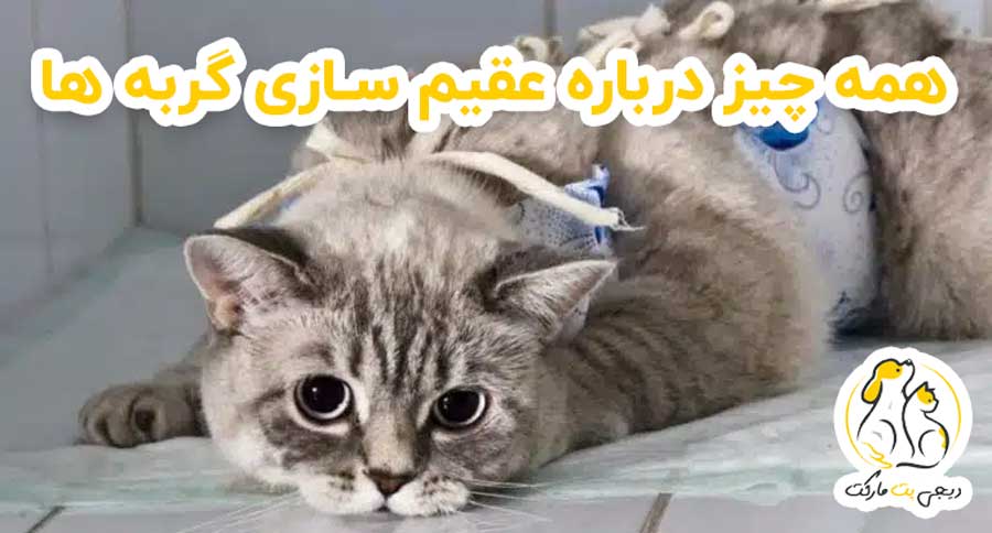 عقیم کردن گربه عقیم سازی گربه