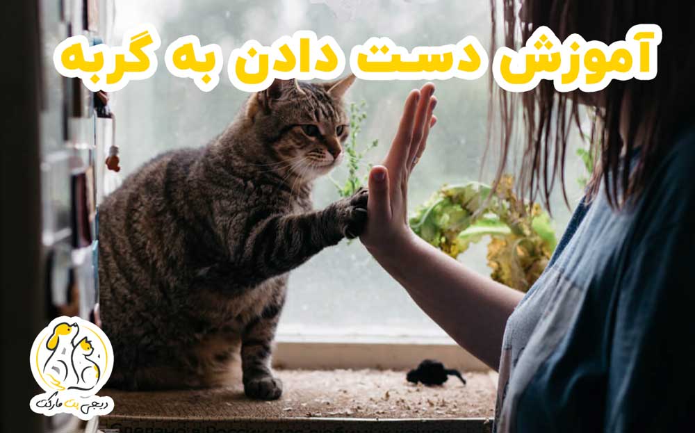 آموزش دست دادن به گربه