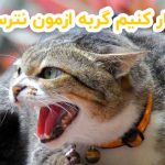 چیکار کنیم گربه ازمون نترسه؟