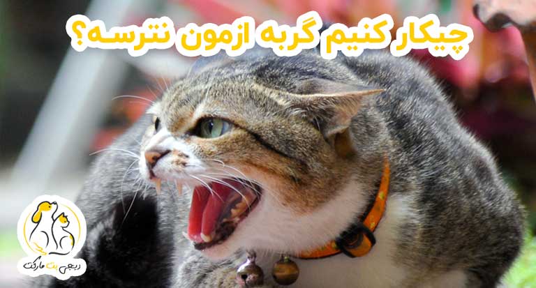 چیکار کنیم گربه ازمون نترسه؟