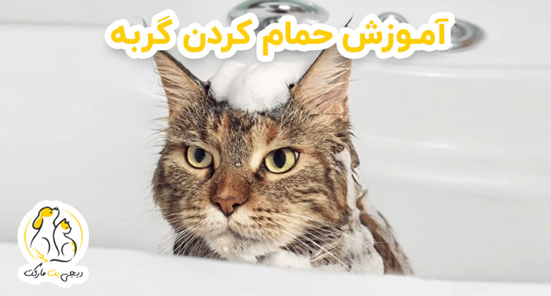 آموزش حمام کردن گربه