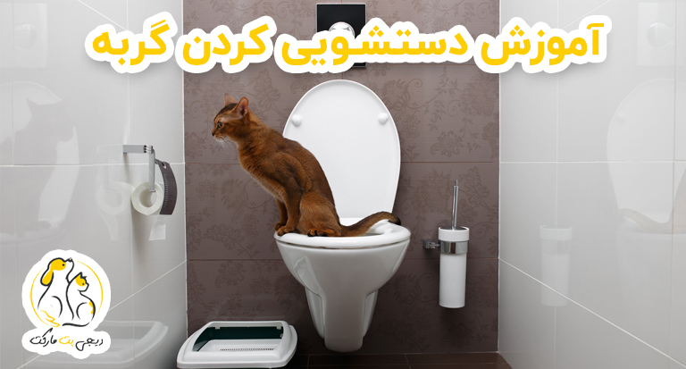 آموزش دستشویی گربه