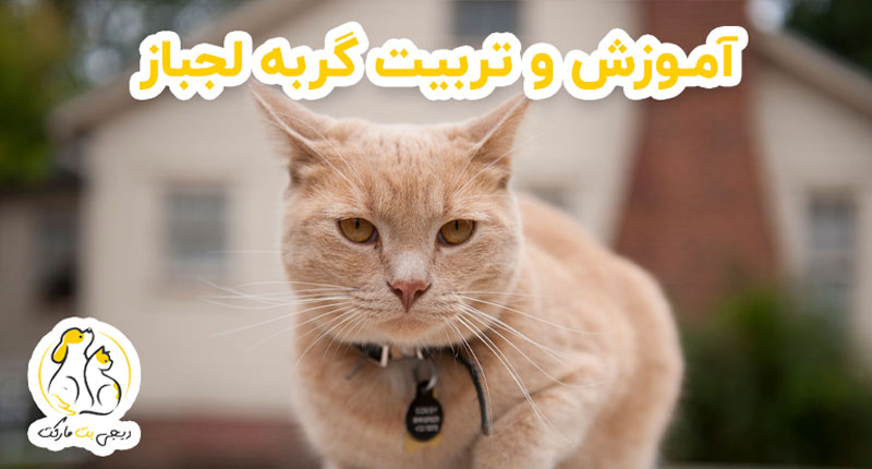 تربیت گربه لجباز