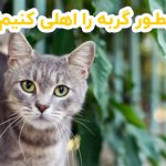 چطور گربه را اهلی کنیم