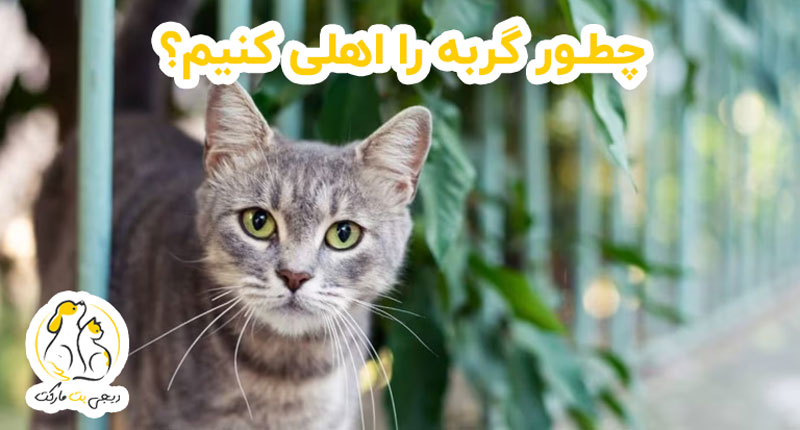چطور گربه را اهلی کنیم