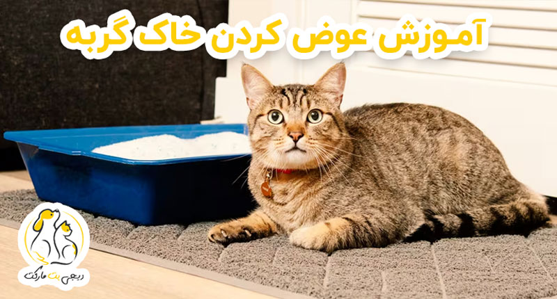 آموزش عوض کردن خاک گربه