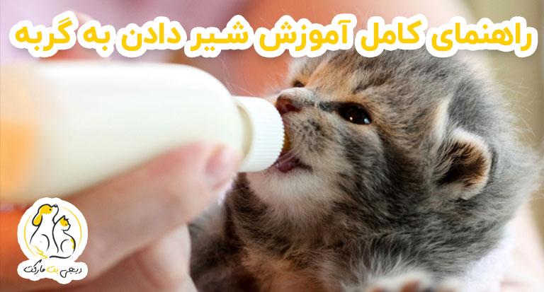 راهنمای کامل آموزش شیر دادن به گربه