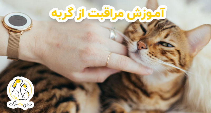 آموزش مراقبت از گربه